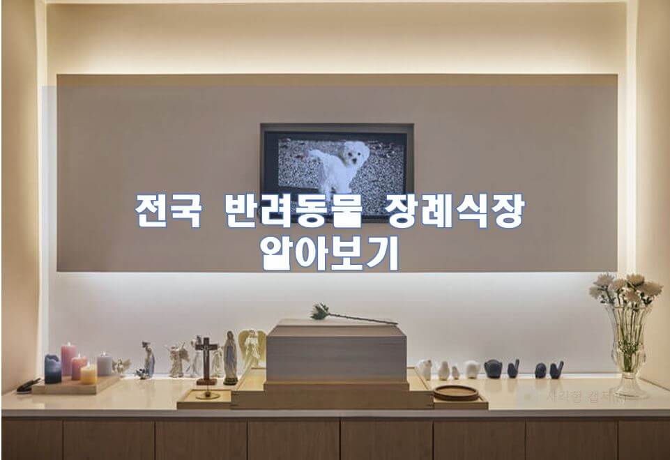 반려동물을 키우는 사람이라면 언젠가 맞이할 반려동물과의 이별. 사람과 달리 반려동물은 수명이 훨씬 짧기 때문에 이별을 미리 준비하는 것이 좋다.