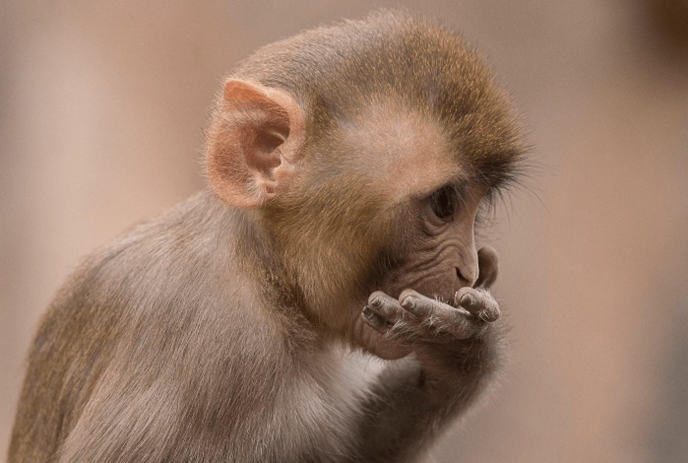 원숭이 두창 전염