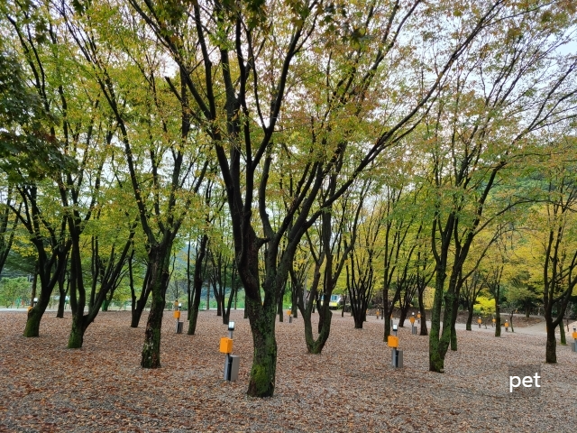 경기-연천-보물나라캠프-예약-방법-애견-동반-가격-주소-시간-후기