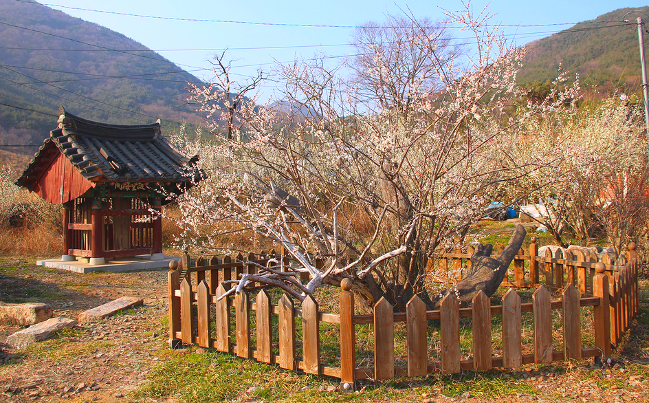 단속사지 정당매1