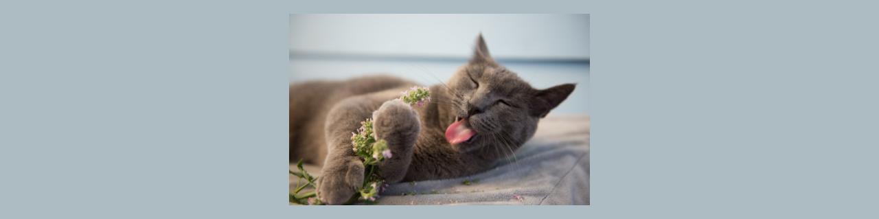 캣닙, 귀여운 고양이