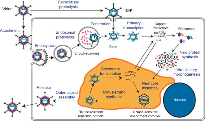 레오바이러스 감염방식