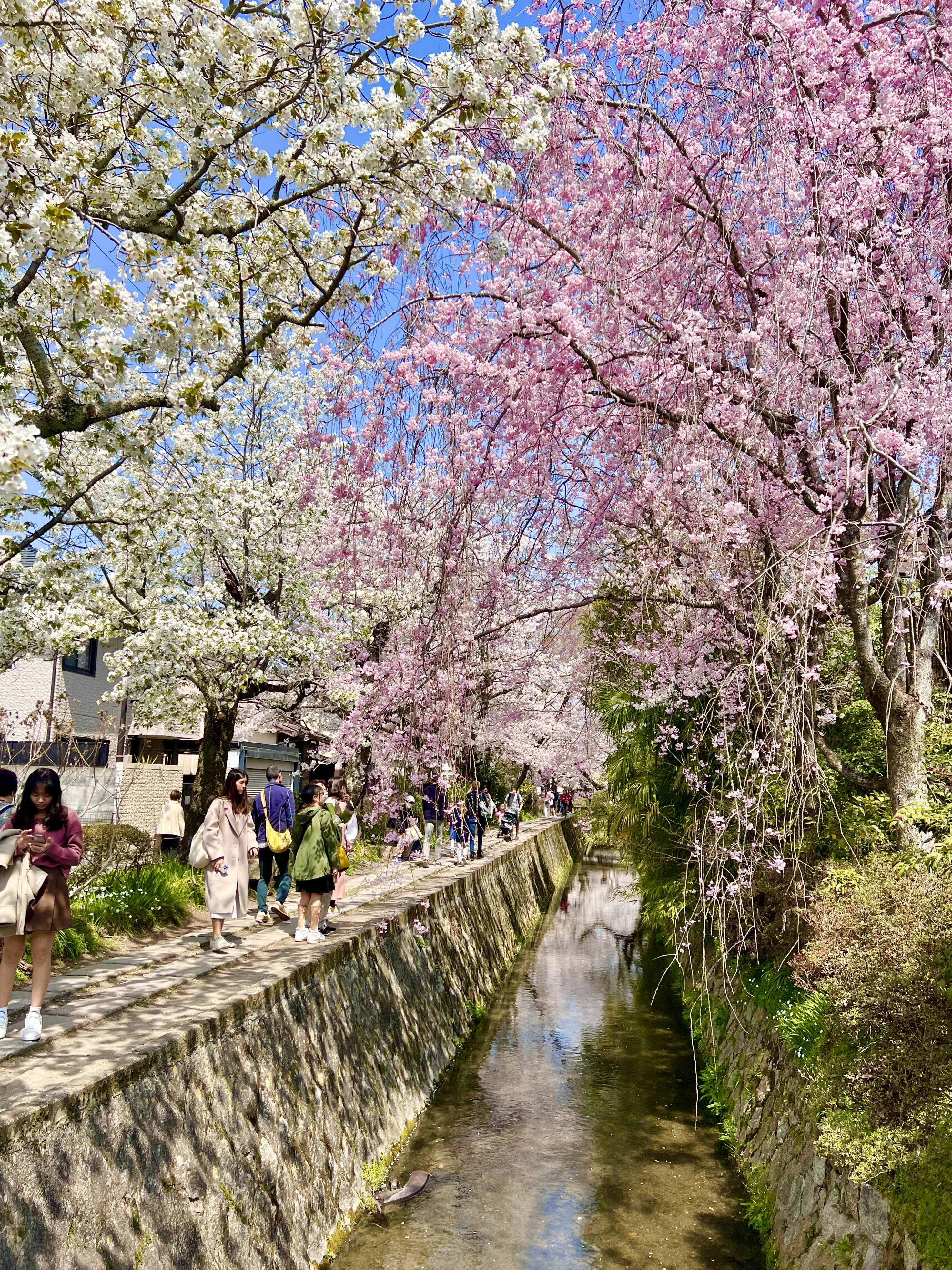 다양한 벚꽃 색깔 교토 철학의길