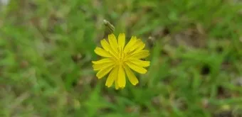 씀바귀 고들빼기 차이점 효능 비교_12