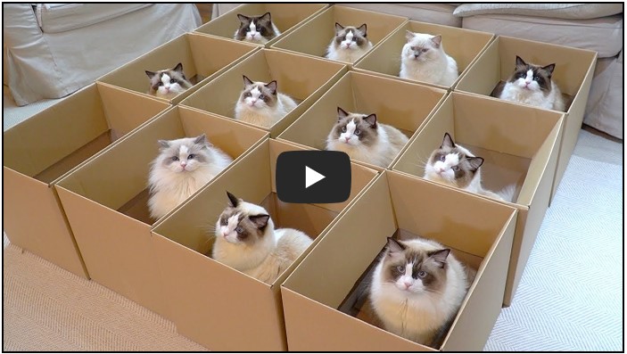 고양이 유튜버 순위 TOP 10 1