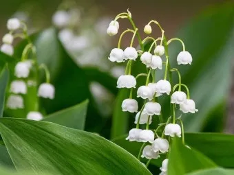 은방울꽃 꽃말 봄 꽃 꽃말 모음_5