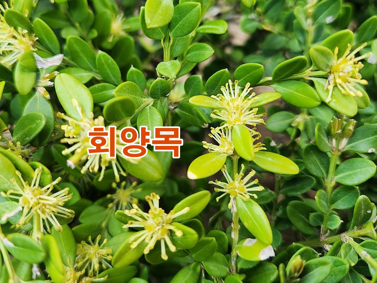 회양목