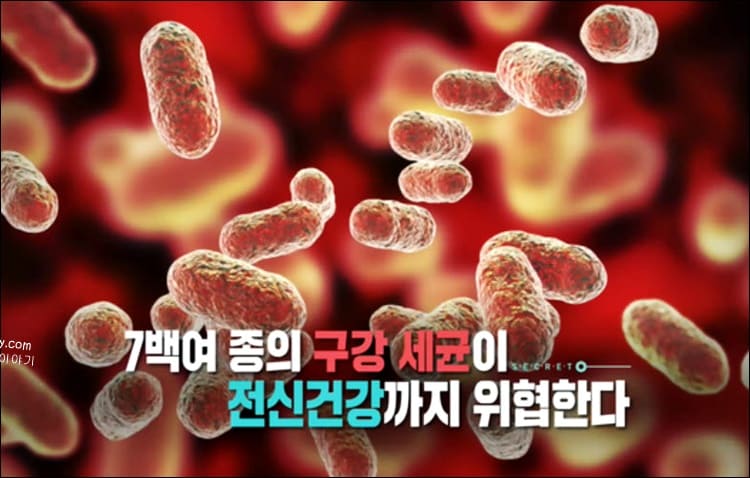 구강세균