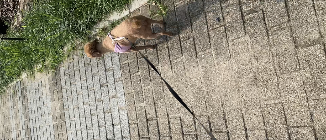 Alt 속성 문제 해결 설명 이미지