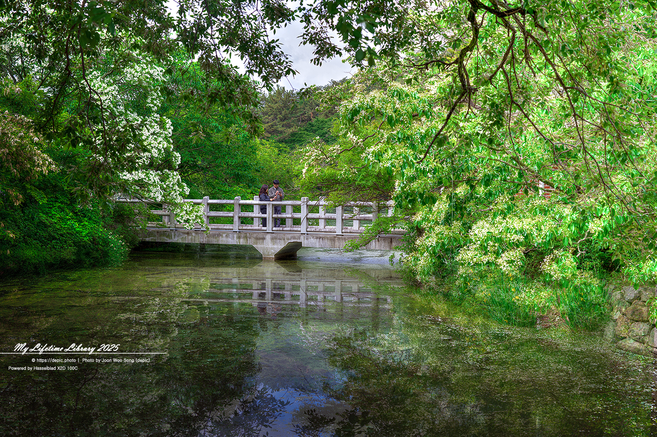 #밀양 #저수지 #위양지 #이팝