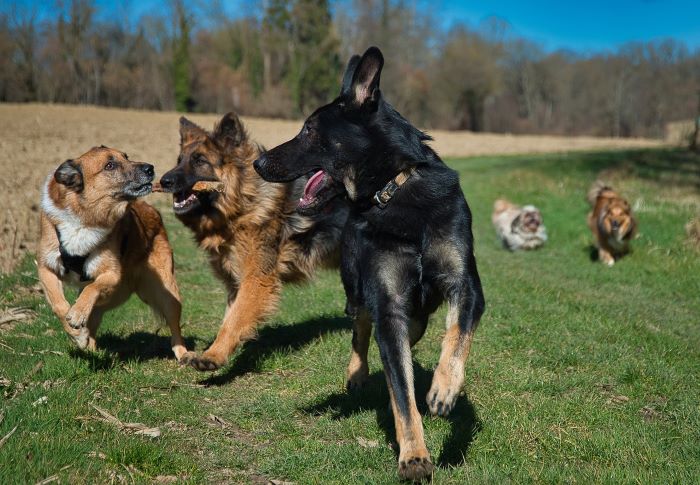 동물복지국 독일 동물보호법