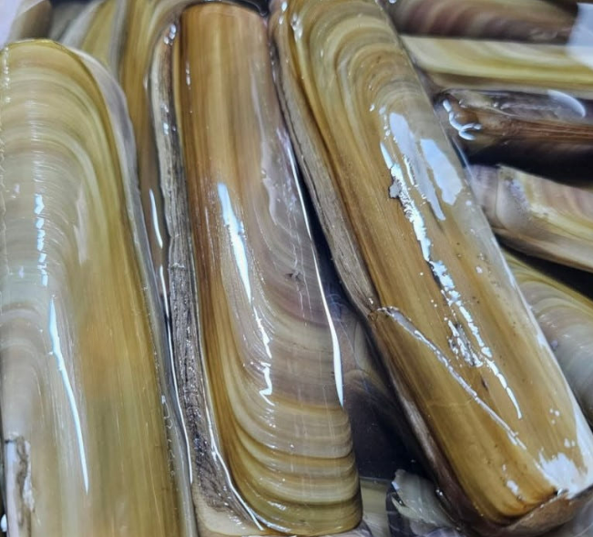 6시내고향 대맛조개 체험 택배 구입 문의 