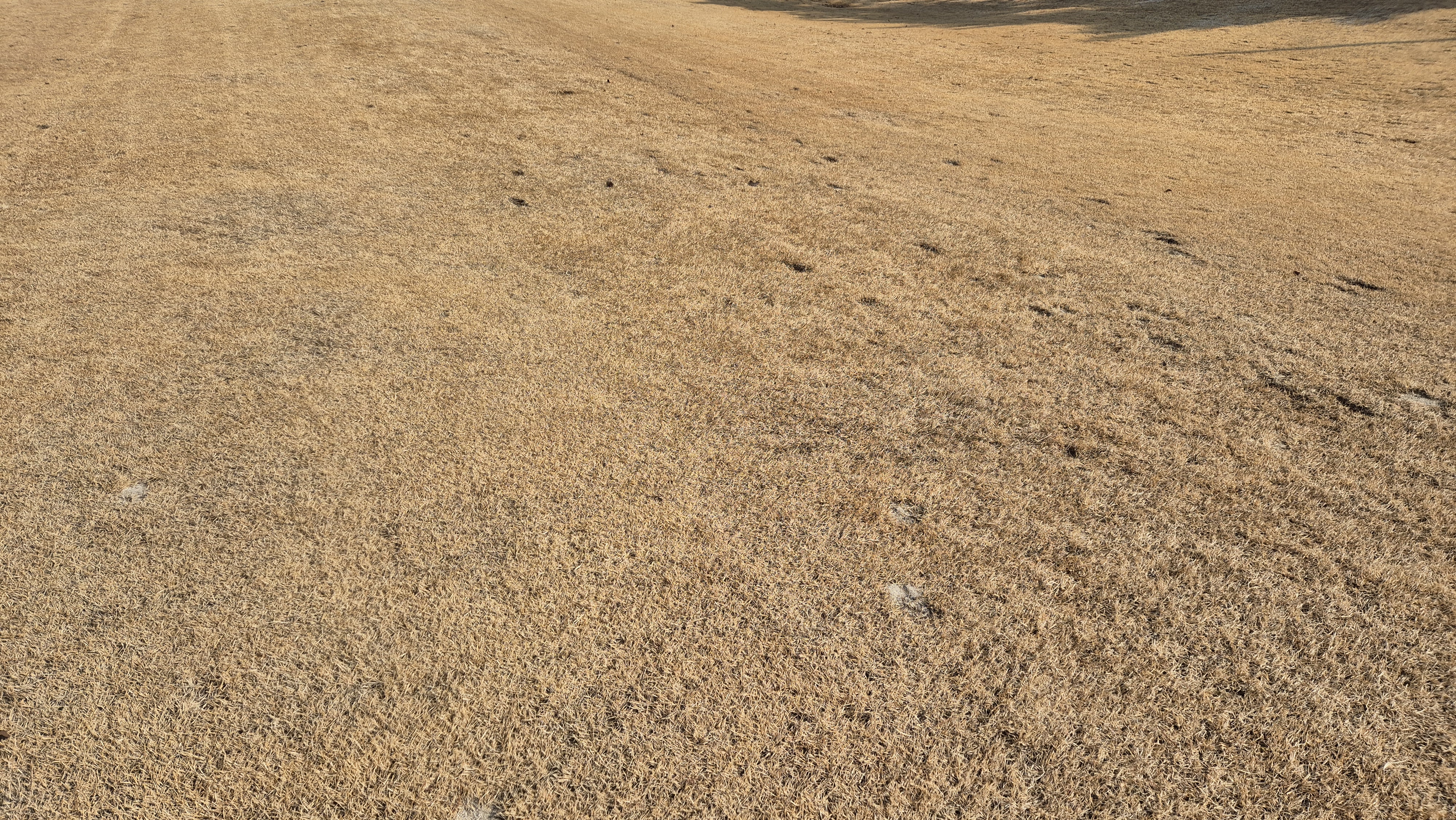 비에이비스타cc 호박-보나(퍼블릭) 코스 관리상태