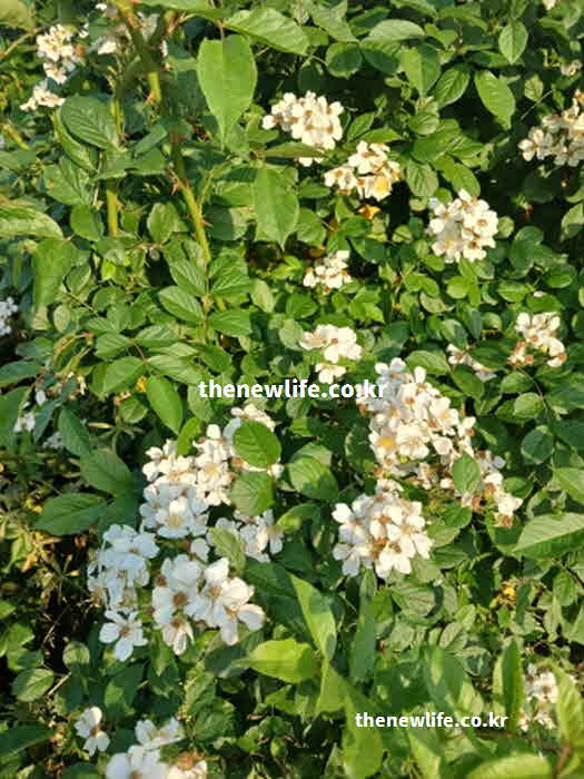 찔레꽃 효능 소화 촉진 타닌 성분
