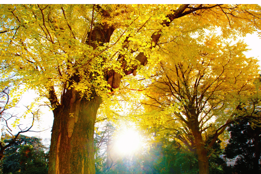 지금 꼭 가봐야 할 은행나무 명소