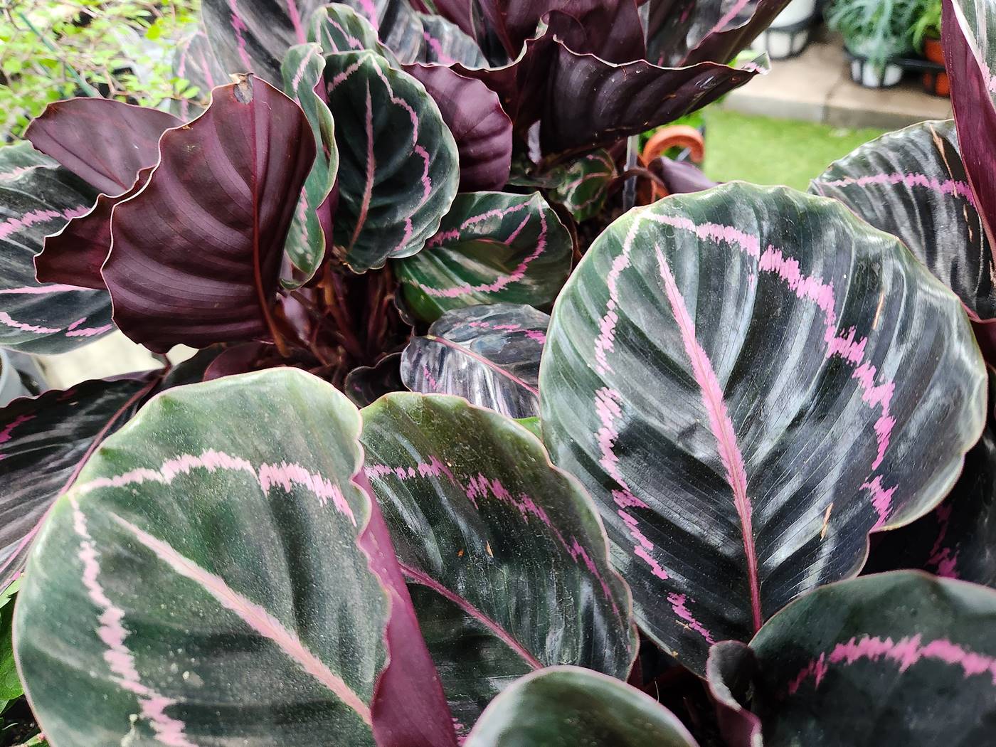 칼라데아_로세아픽타 Calathea Roseopicta