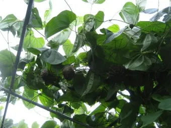 마 재배 지지대 설치 덩이 비대 관리 수확 요령_12