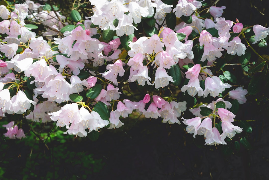 Azalea