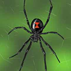 거미줄 위의 검은 거미