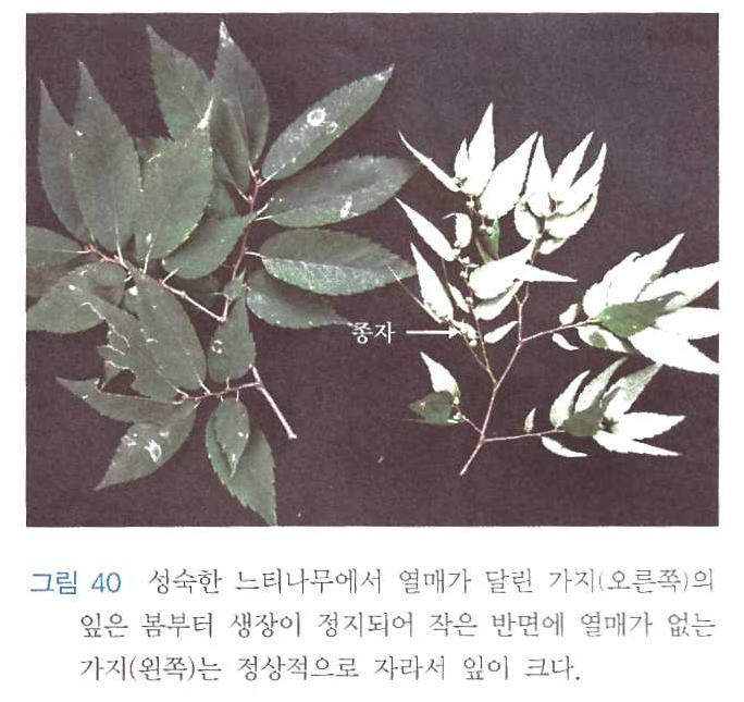 느티나무 작은 잎