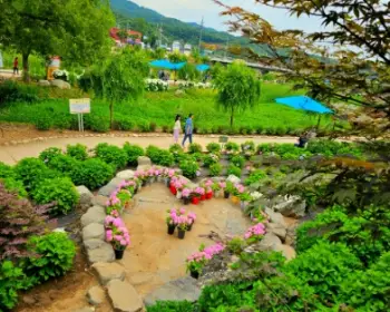 공주 수국축제 유구색동 수국 정원 꽃축제_28