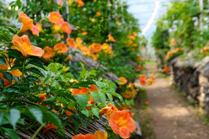 제주 비체올린 여름꽃 축제 능소화