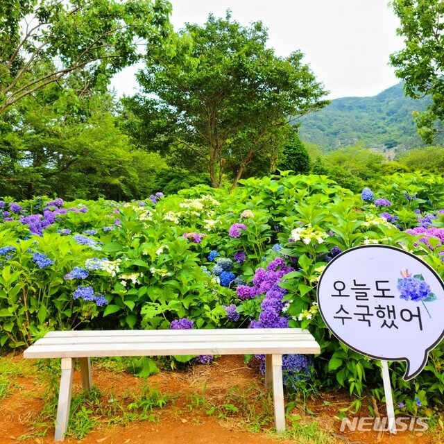 고성만화방초 수국정원 전경