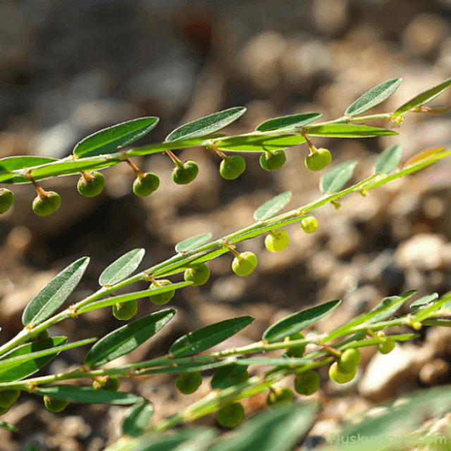 여우구슬, 진주초