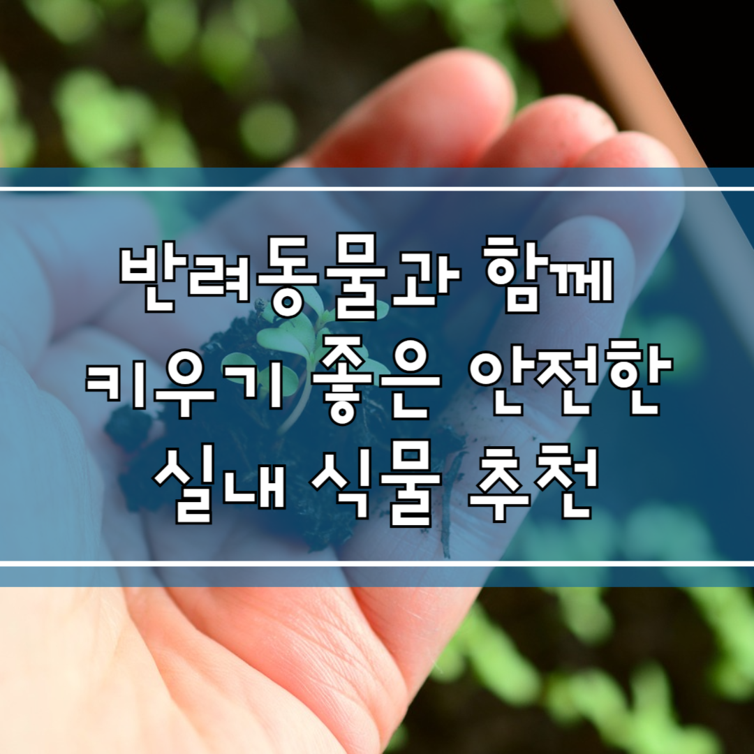 반려동물과 함께 키우기 좋은 안전한 실내 식물 추천