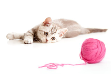 털실 뭉치를 바라보는 새끼 고양이.