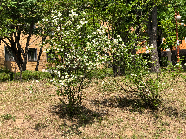 수원 성균관대 고광나무