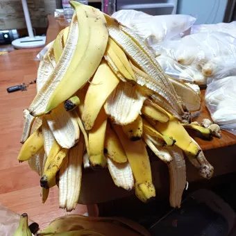 바나나 껍질 비료 활용 희석사용시기 냄새방지 천연영양 가이드_8