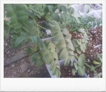 병아리콩 재배 따뜻한 흙 파종 관리 물 절약_7