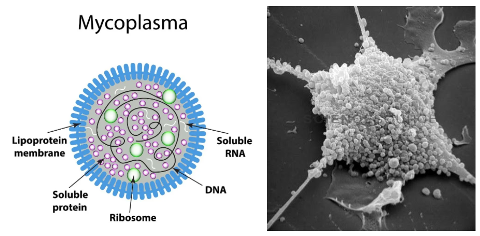 마이코 플라즈마란?