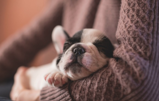 강아지가 삶은 순대나 간을 먹어도 될까? (배달 족발)