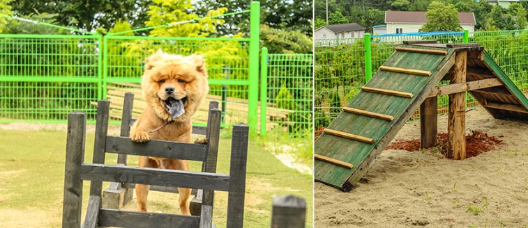 반려견동반가능한 곳