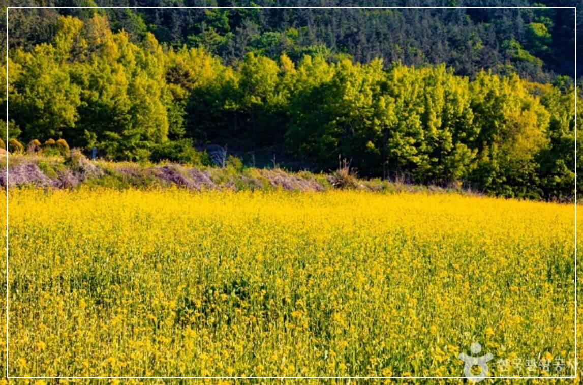 장흥 가볼만한곳 베스트10 선학동 유채마을