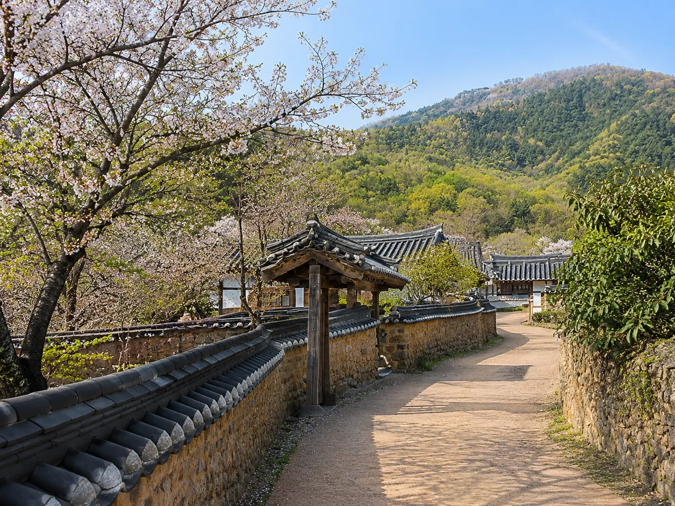 대구 옻골마을의 봄 풍경. 검은 기와를 올린 전통 돌담과 나무 대문 사이로 이어진 흙길에 벚꽃이 피어 있고, 뒤로 푸른 산이 보이는 모습