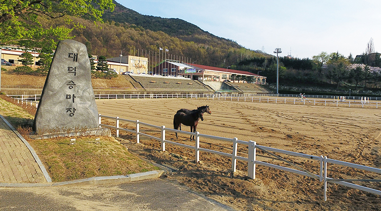 대덕승마장, 65세 이상 성인을 위한 승마 힐링 프로그램 운영, 참여방법