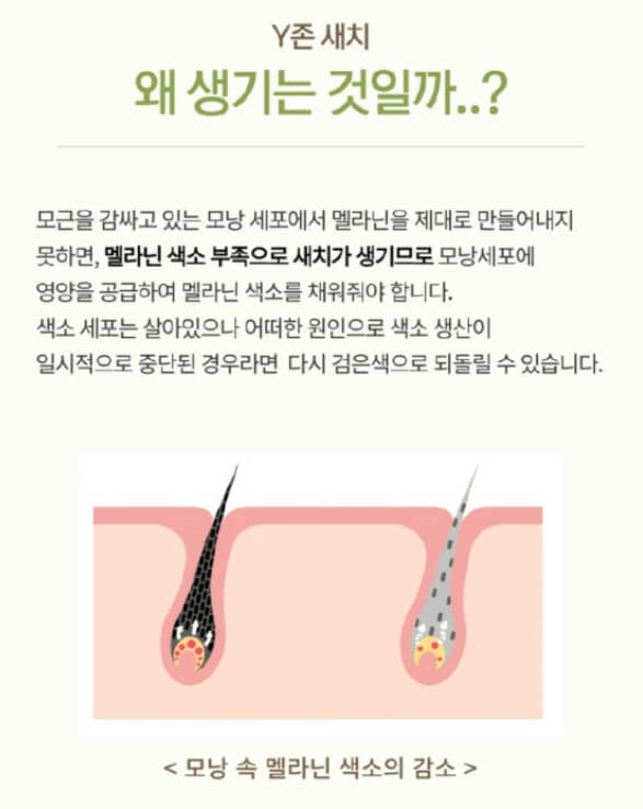 음모새치