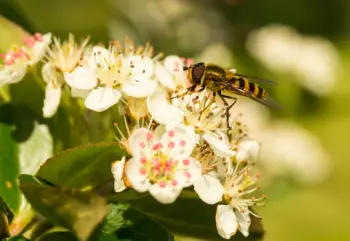 아로니아 효능 및 영양소, 먹는 방법