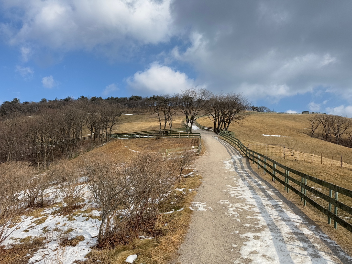 대관령 양떼목장