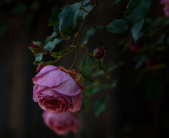 2025 부천 백만송이 장미축제