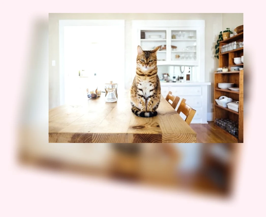 고양이 체중 관리_2_subsection