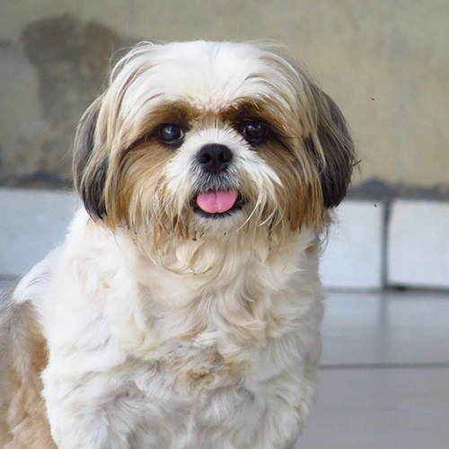 Keywords:
 시츄
 Shih Tzu
 シーズー
 西施犬