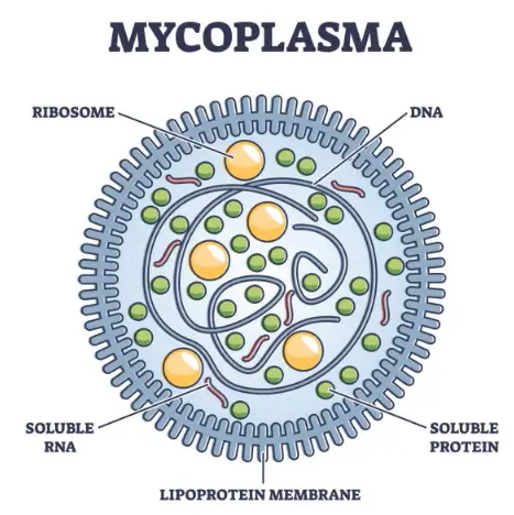 마이코플라스마 폐렴