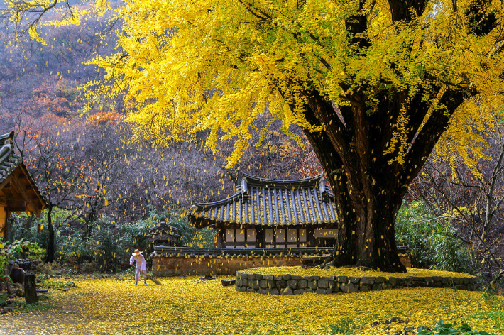 11월 국내 가을여행 유명 예쁜 은행나무 명소 반계리 명륜당 운곡서원 등