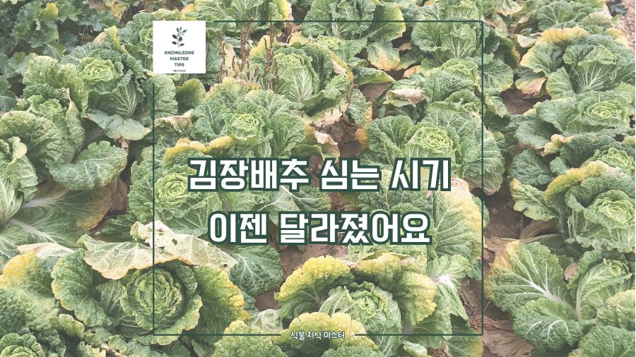 맛있고 신선한 김장배추 심는 시기가 이젠 달라졌어요. 지역별 심는 시기도 달라요