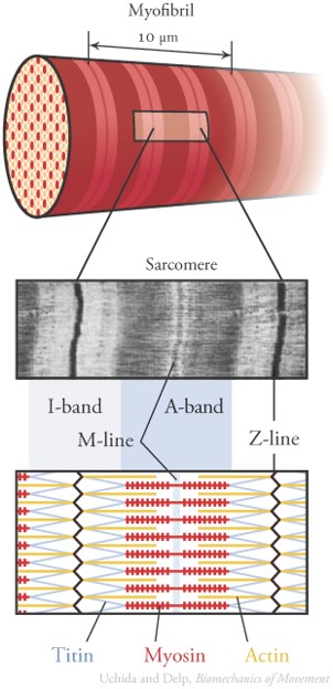 근절의 구조(Sarcomere)