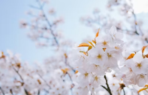 벚꽃축제 야시장 바가지요금 완벽 대처법: 푸드트럭 호갱 탈출 가이드
